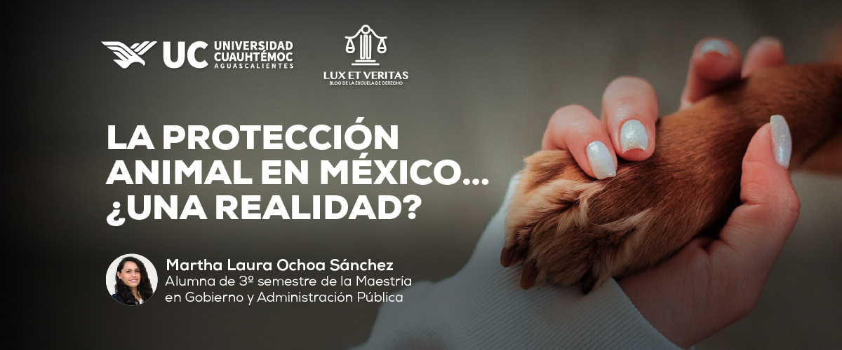 La protección animal en México… ¿Una realidad?